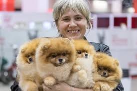 Responsible breeder with puppies