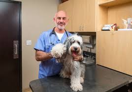 Dr. Michael Chen - Chief Veterinary Officer